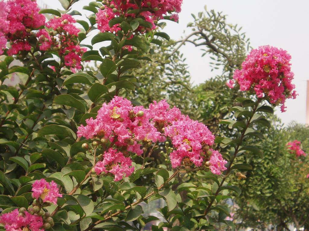 pink flowers tree